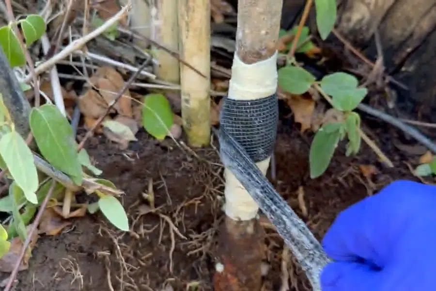 Exterior water service line exposed in soil for pipe repair near Library Park in Monrovia